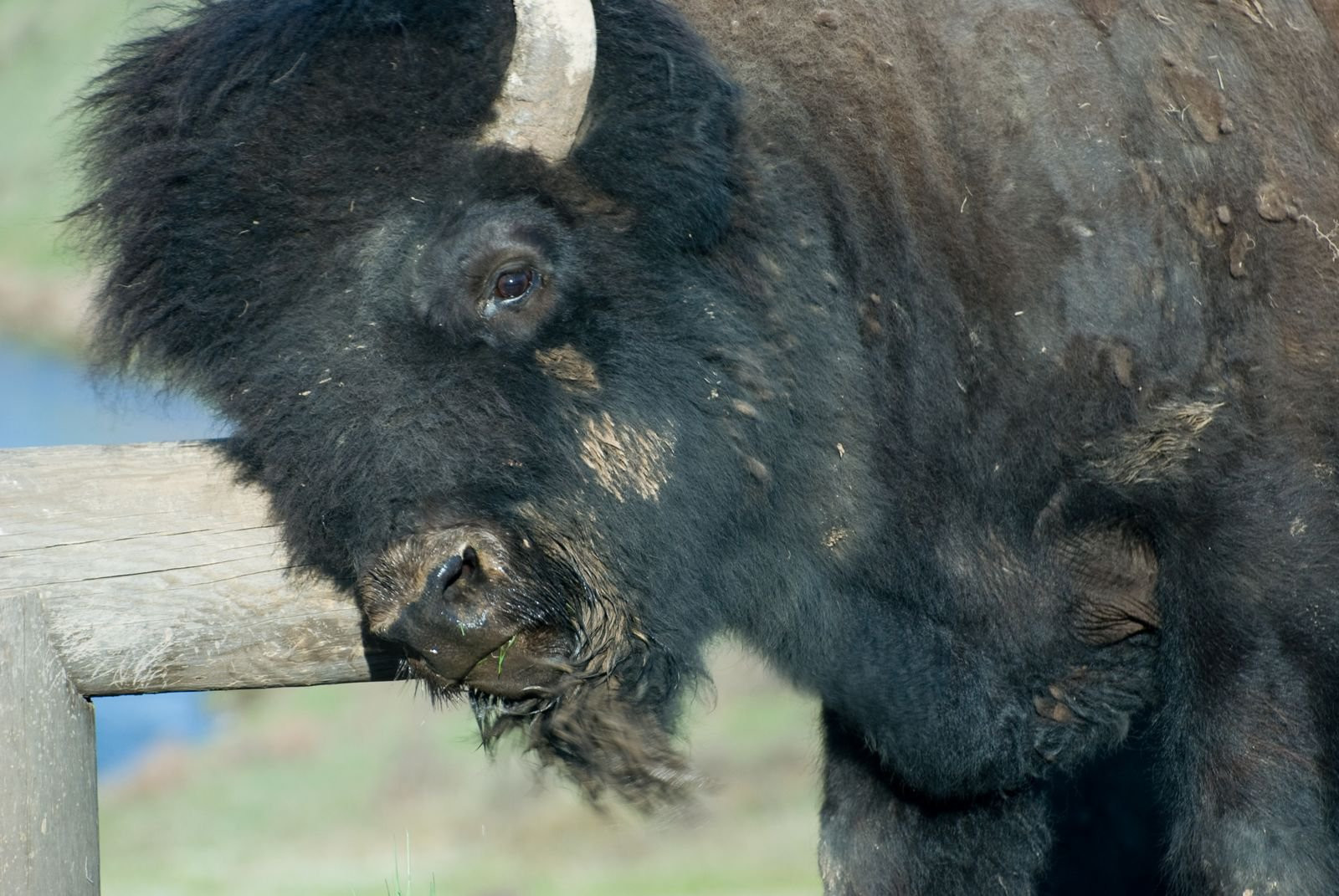 Йеллоустоун Национальный Парк, Вайоминг штат, США, фото № 67729 – фотографии США