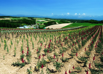 Хоккайдо остров, Хоккайдо регион, Япония, фото № 72729 – фотографии Японии