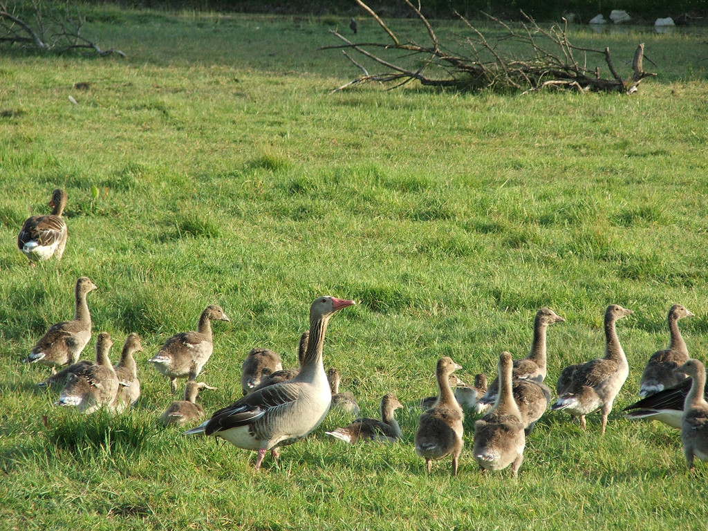 Большая утиная семья на озере Нойзидлер-Зе – фотографии Австрии