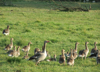 Большая утиная семья на озере Нойзидлер-Зе – фотографии Австрии