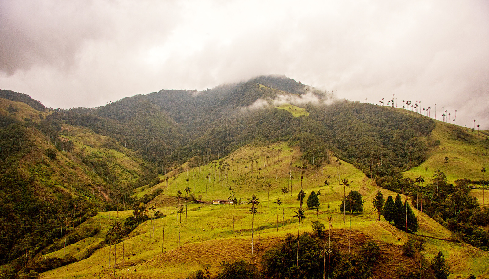 Долина Кокора в Колумбии. Фото 7 – фотографии Колумбии