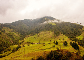 Долина Кокора в Колумбии. Фото 7 – фотографии Колумбии