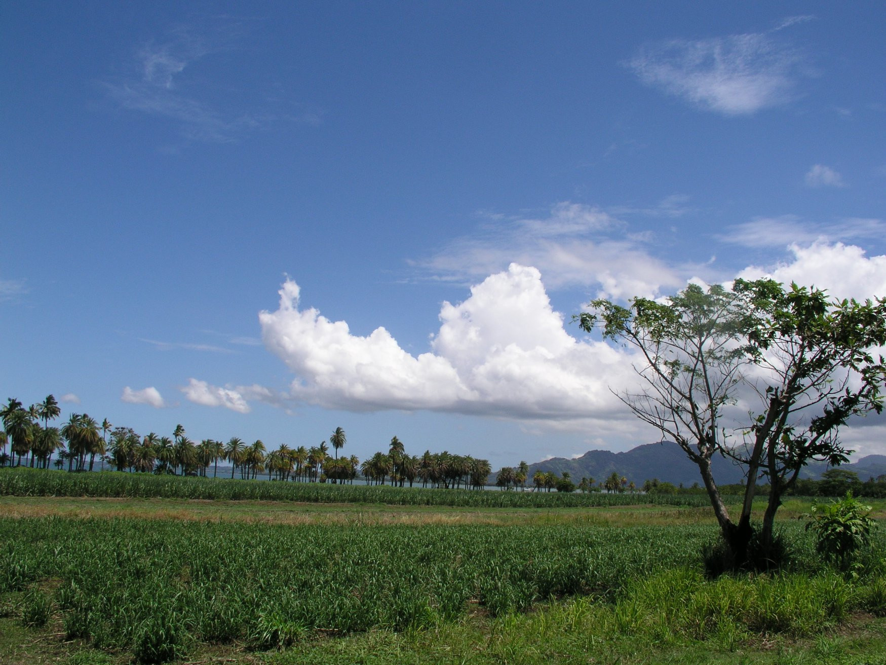 Нади, Вити Леву остров, Вити Леву группа островов, Фиджи, фото № 49523 – фотографии Фиджи