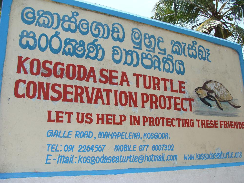 Черепашья ферма Косгода, Шри-Ланка – фотографии Шри-Ланки