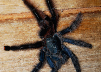 Паук – фотографии Перу