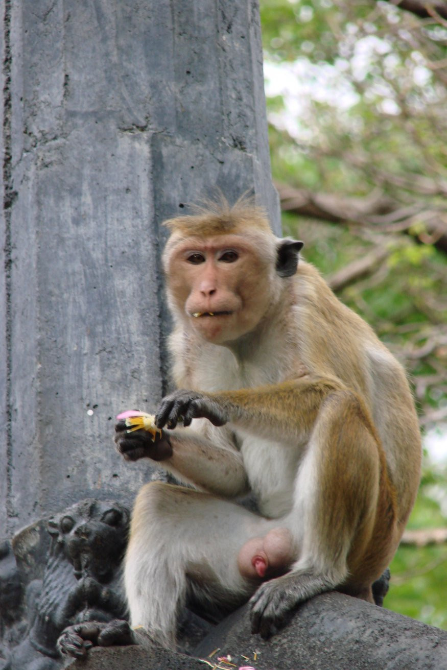 Дамбулла, Шри-Ланка, фото № 51022 – фотографии Шри-Ланки