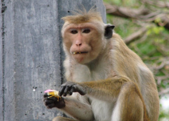 Дамбулла, Шри-Ланка, фото № 51022 – фотографии Шри-Ланки