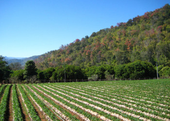 Плантация в Чианг-Май, Тайланд. Фото 5 – фотографии Таиланда