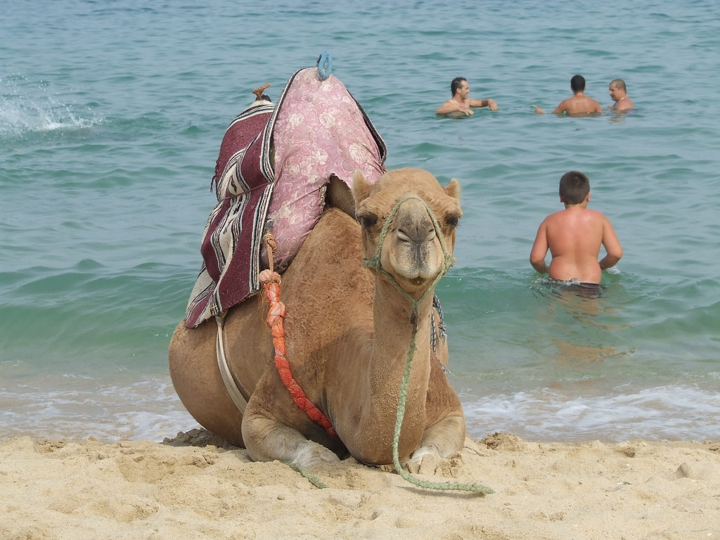 Тетуан, Марокко, фото № 8205 – фотографии Марокко