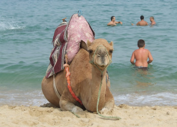 Тетуан, Марокко, фото № 8205 – фотографии Марокко