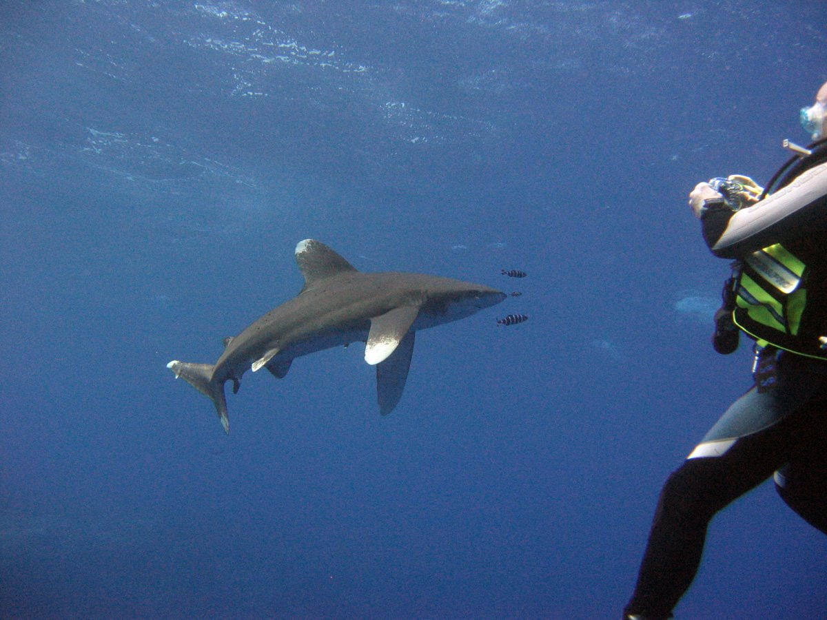 Марса-Алам, Египет, фото № 35315 – фотографии Египта