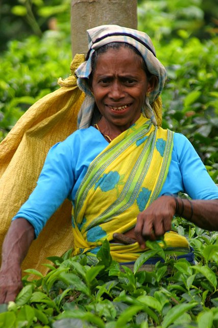 Шри-Ланка, фото № 1135 – фотографии Шри-Ланки