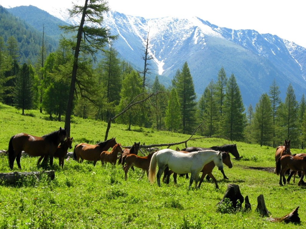 Алтай – фотографии России