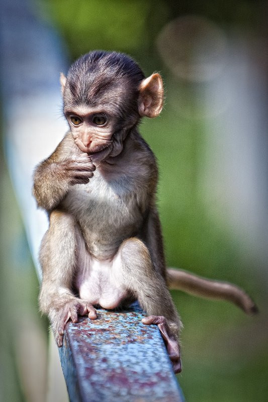 Янгон, Мьянма, фото № 80484 – фотографии Мьянмы