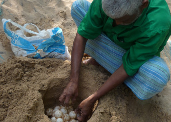 Черепашьи яйца на ферме в Косгоде – фотографии Шри-Ланки