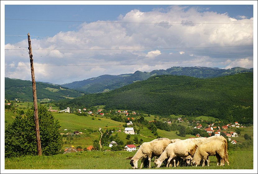 Животные в Беране, Черногория. Фото 1 – фотографии Черногории