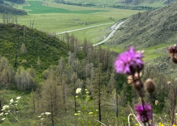 Перевал Чике-Таман, Алтай – фотографии