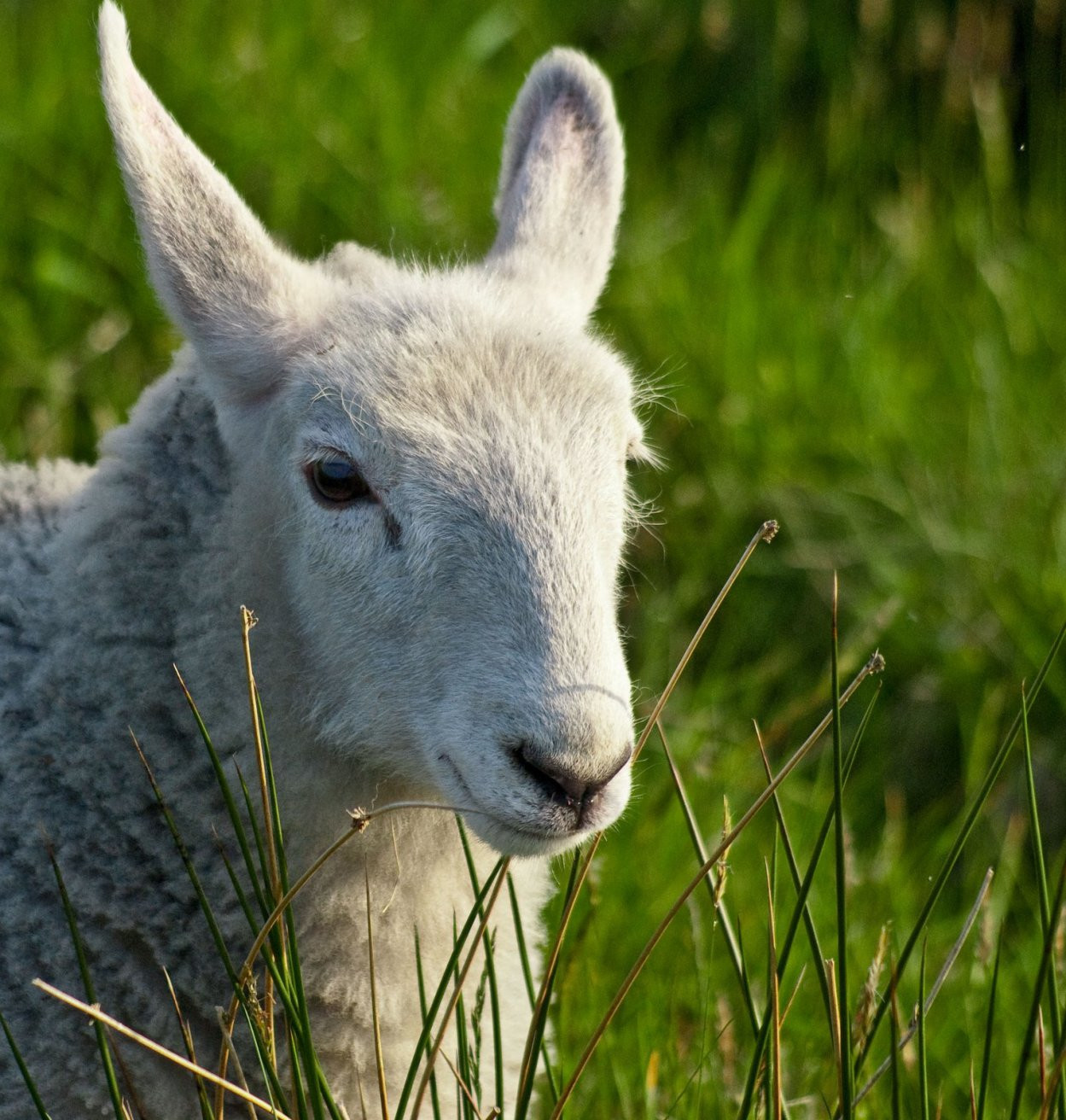 Ирландия, фото № 2669 – фотографии Ирландии