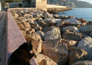 Кошка на набережной в Рокбрюн-Кап-Мартен, Франция – фотографии Франции