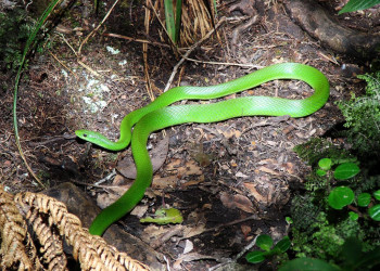 Змея в парке Амборо – фотографии Боливии