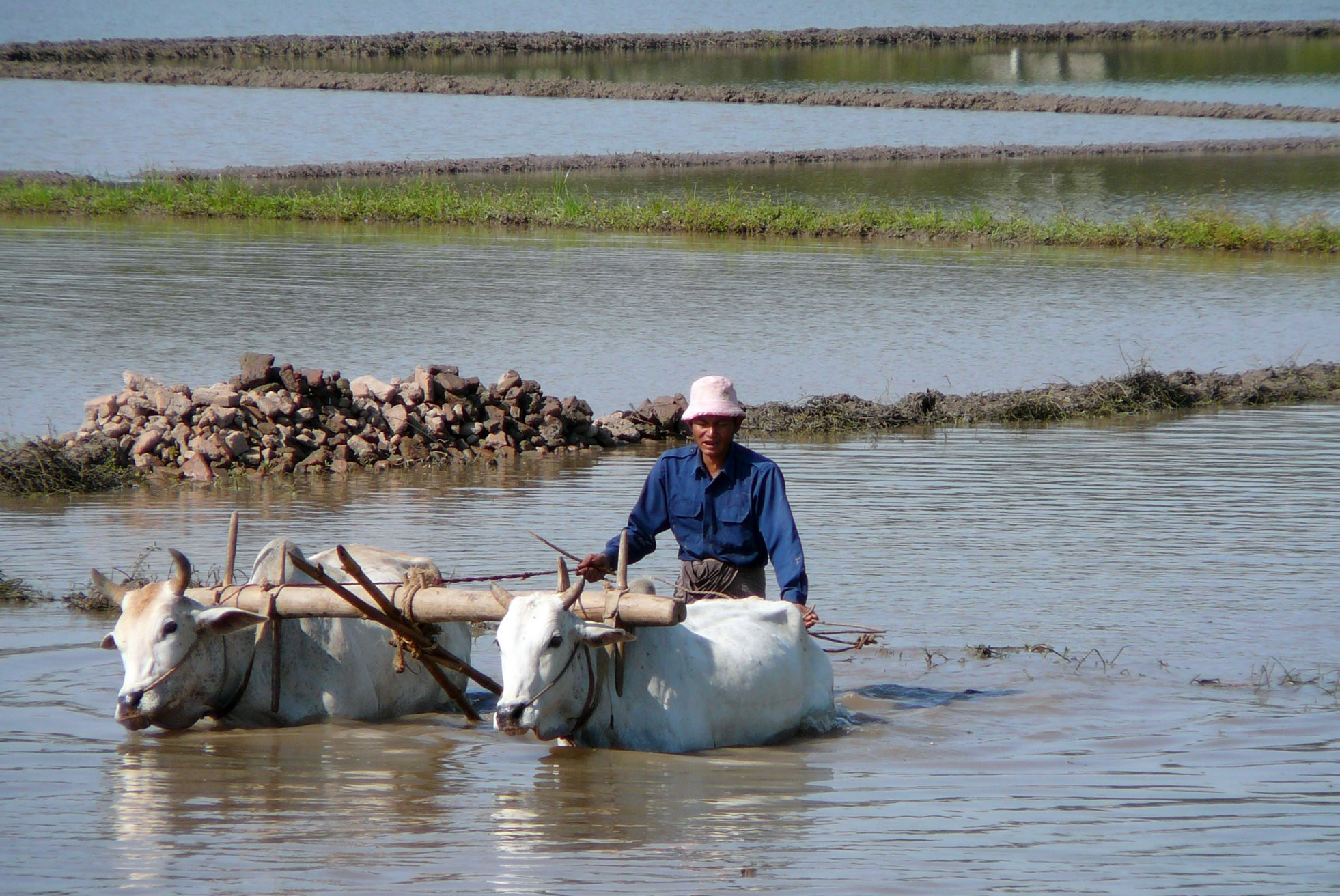 Сельское хозяйство по старинке – фотографии Мьянмы