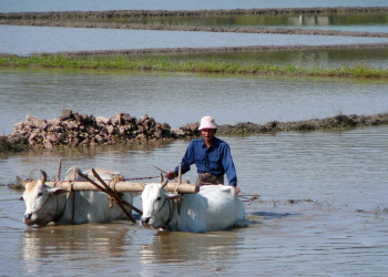 Сельское хозяйство по старинке – фотографии Мьянмы