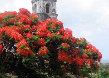 Цветы в Тринидаде, Куба – фотографии Кубы