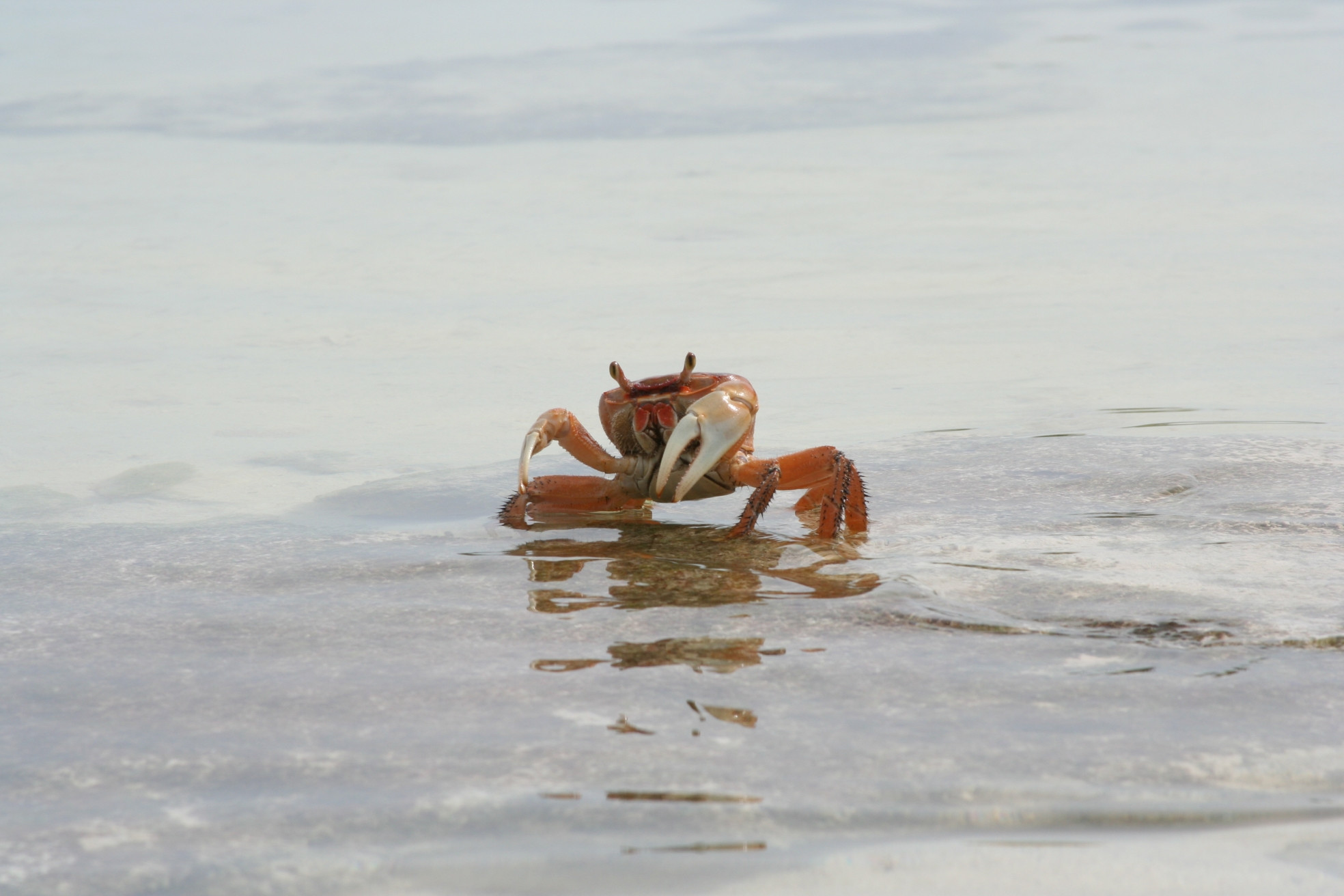 Краб на острове Андрос, Багамские острова. Фото 1 – фотографии Багамских островов