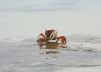 Краб на острове Андрос, Багамские острова. Фото 1 – фотографии Багамских островов