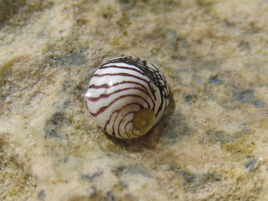 Ракушка в Кэт Айленд, Багамские острова. Фото 1 – фотографии Багамских островов