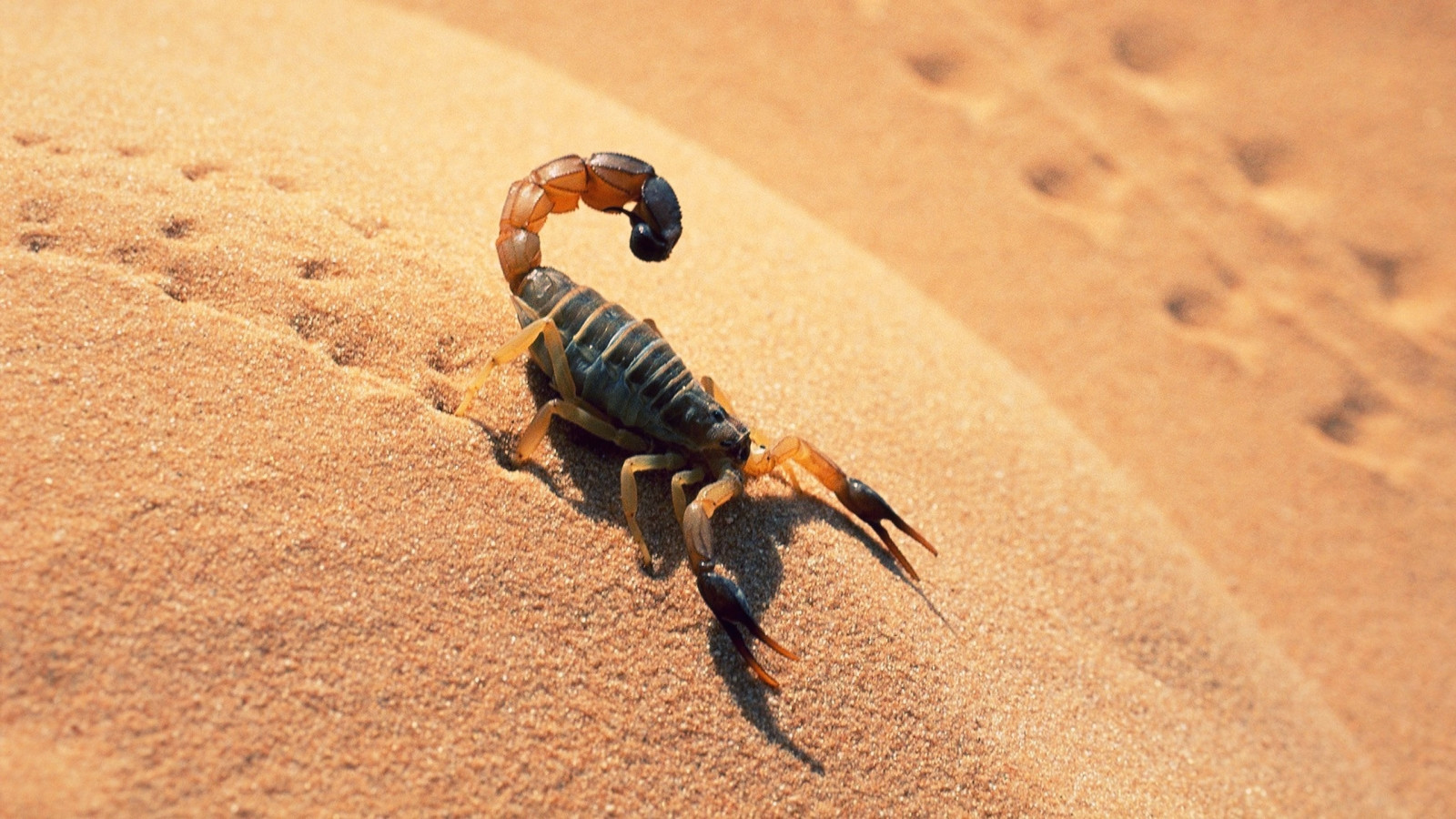 Пустыня Намиб. Фото 14 – фотографии Намибии