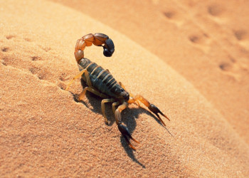 Пустыня Намиб. Фото 14 – фотографии Намибии