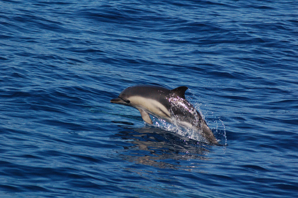 Дельфинчик в прибрежных водах Азорских островов – фотографии Португалии