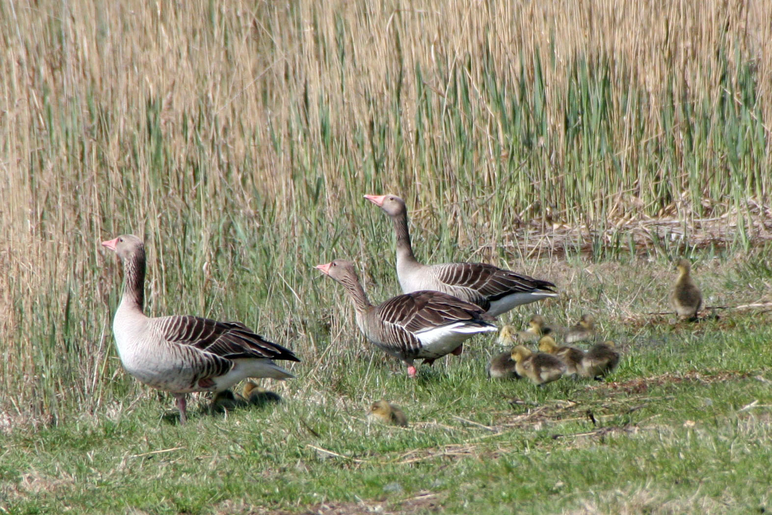 Утиная семья на озере Нойзидлер-Зе – фотографии Австрии