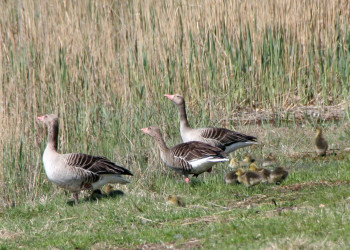 Утиная семья на озере Нойзидлер-Зе – фотографии Австрии