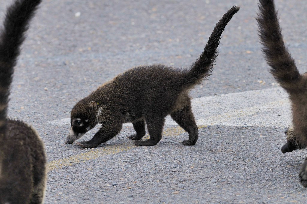 Иразу Национальный Парк, Картаго провинция, Коста-Рика, фото № 39100 – фотографии Коста-Рики