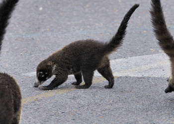 Иразу Национальный Парк, Картаго провинция, Коста-Рика, фото № 39100 – фотографии Коста-Рики