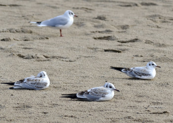 Песок и чайки – фотографии Латвии