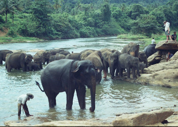Бентота, Шри-Ланка, фото № 50674 – фотографии Шри-Ланки