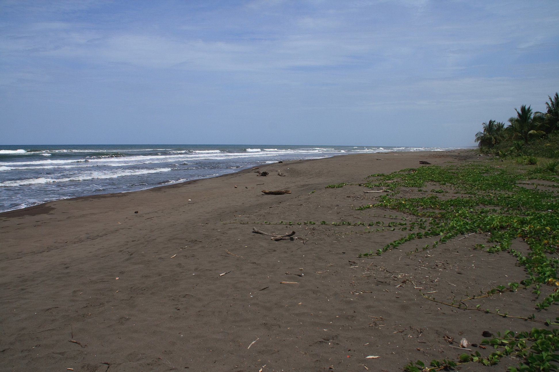Тортугеро Национальный парк, Лимон провинция, Коста-Рика, фото № 40335 – фотографии Коста-Рики