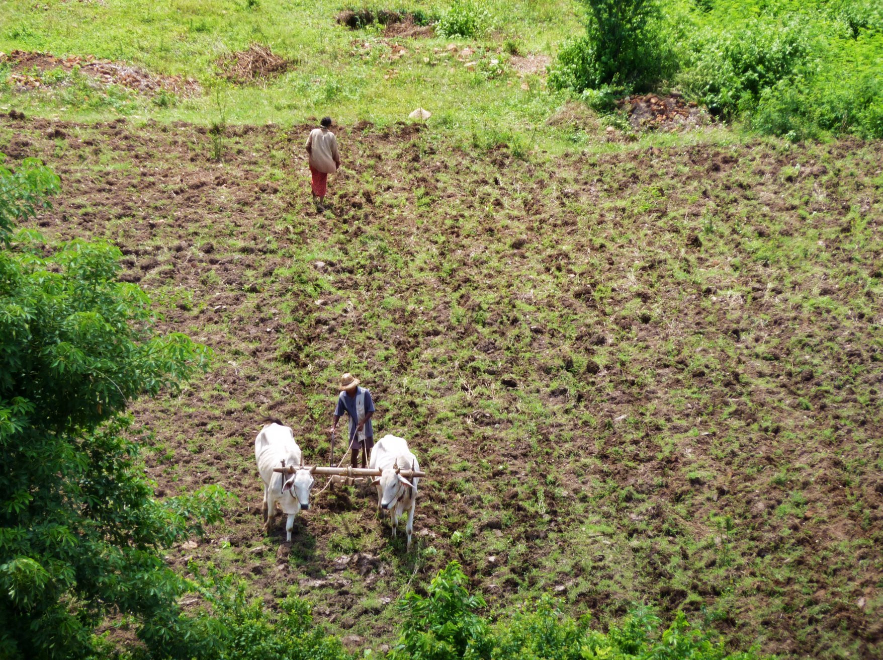 Сельское хозяйство по старинке – фотографии Мьянмы