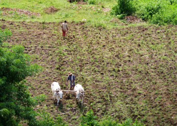 Сельское хозяйство по старинке – фотографии Мьянмы