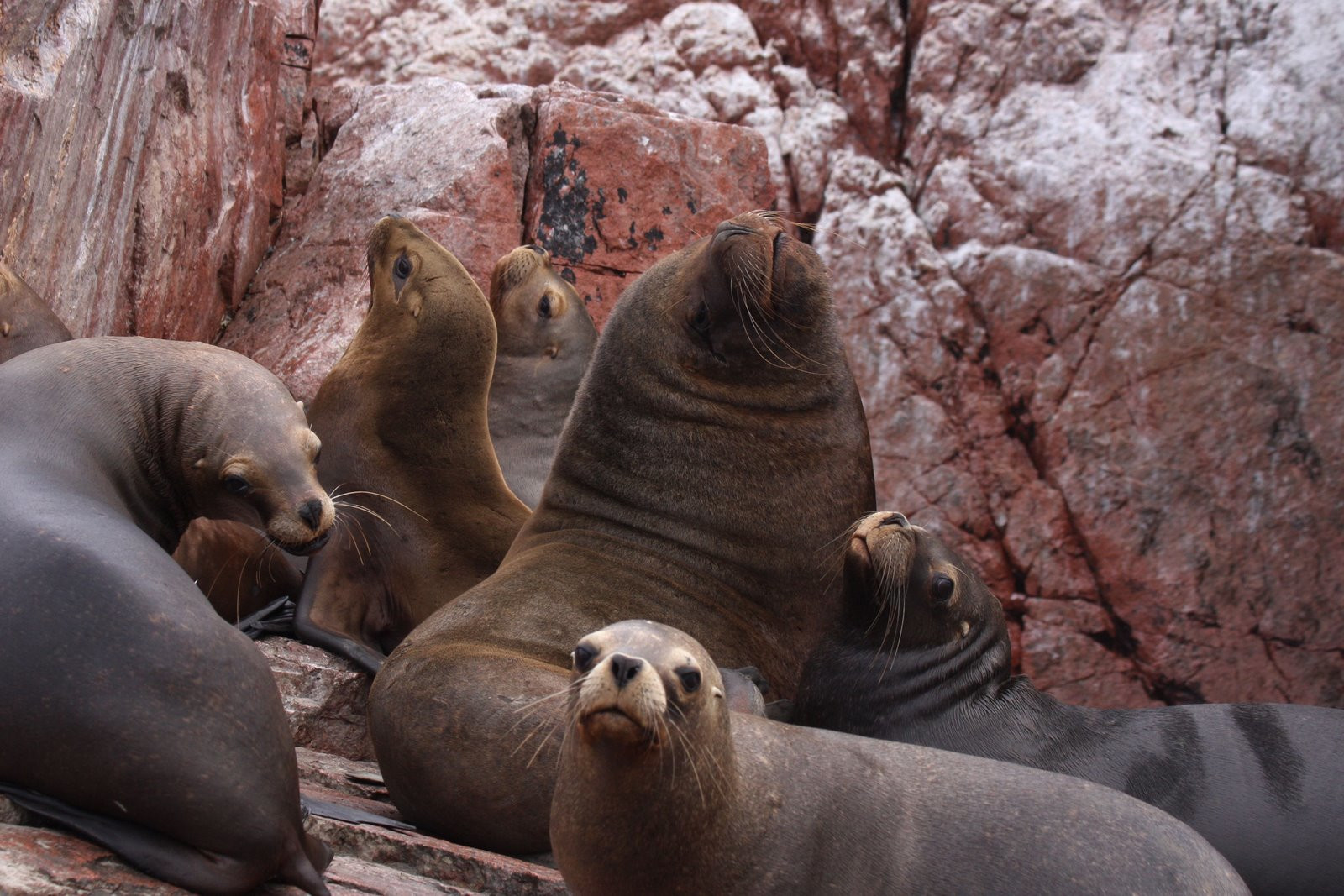 Жители островов Бальестас – фотографии Перу