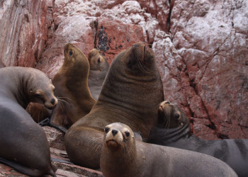Жители островов Бальестас – фотографии Перу