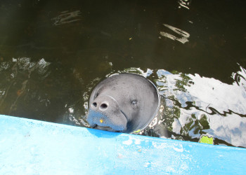 Центр спасения амазонских ламантинов – фотографии Перу