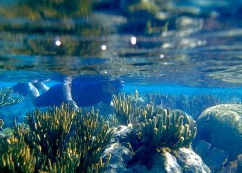 Подводное плавание в Белизе – фотографии Белиза