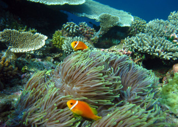 Подводный мир на Мальдивах. Фото 5 – фотографии Мальдивских островов