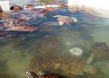 Ферма Черепах в Джорджтауне. Фото 1 – фотографии Каймановых островов