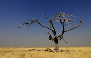 Namibia – фотографии Намибии