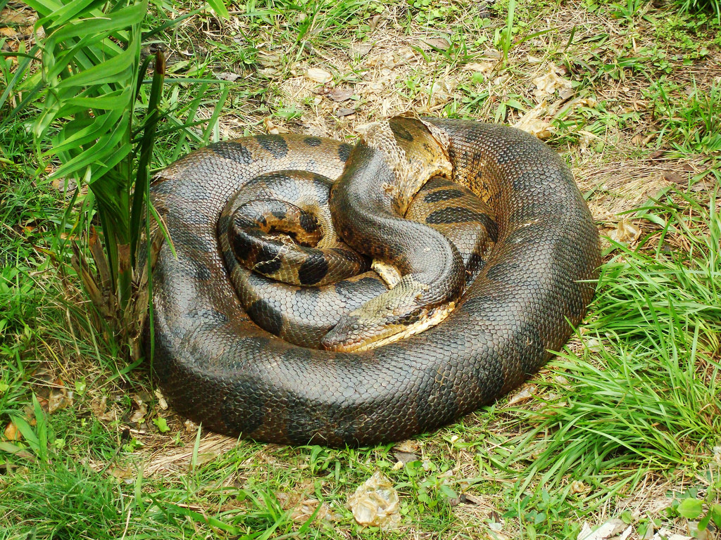 Обычное явления для Бониту, спящая змейка – фотографии Бразилии